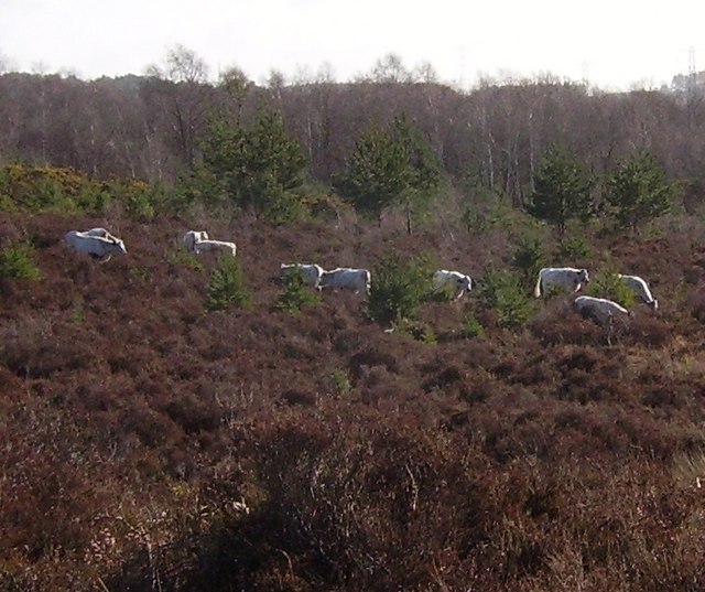 File:Cattle grazing on Wildmoor Heath - geograph.org.uk - 704857.jpg