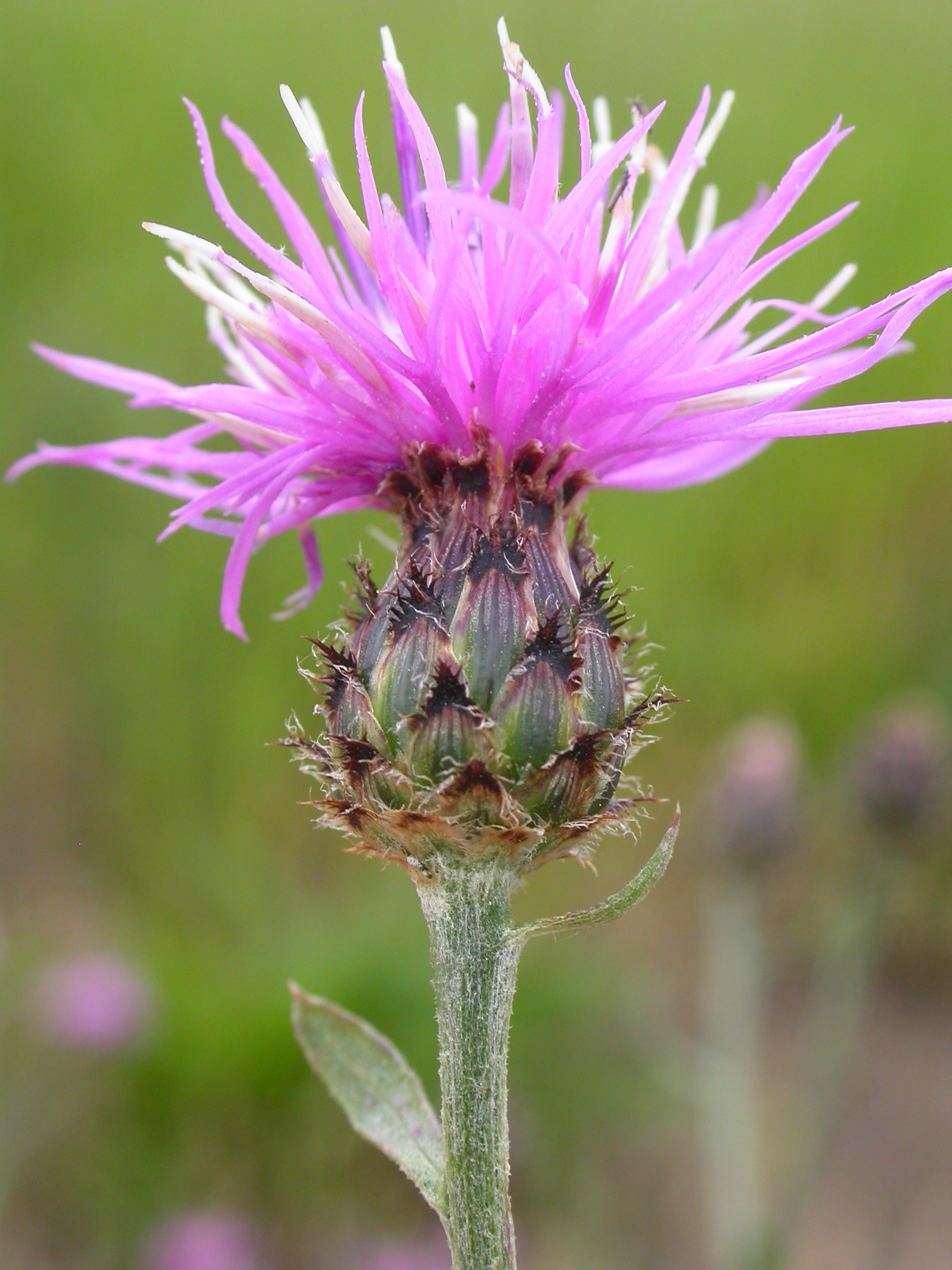 Image of Spotted Knapweed invasive weed