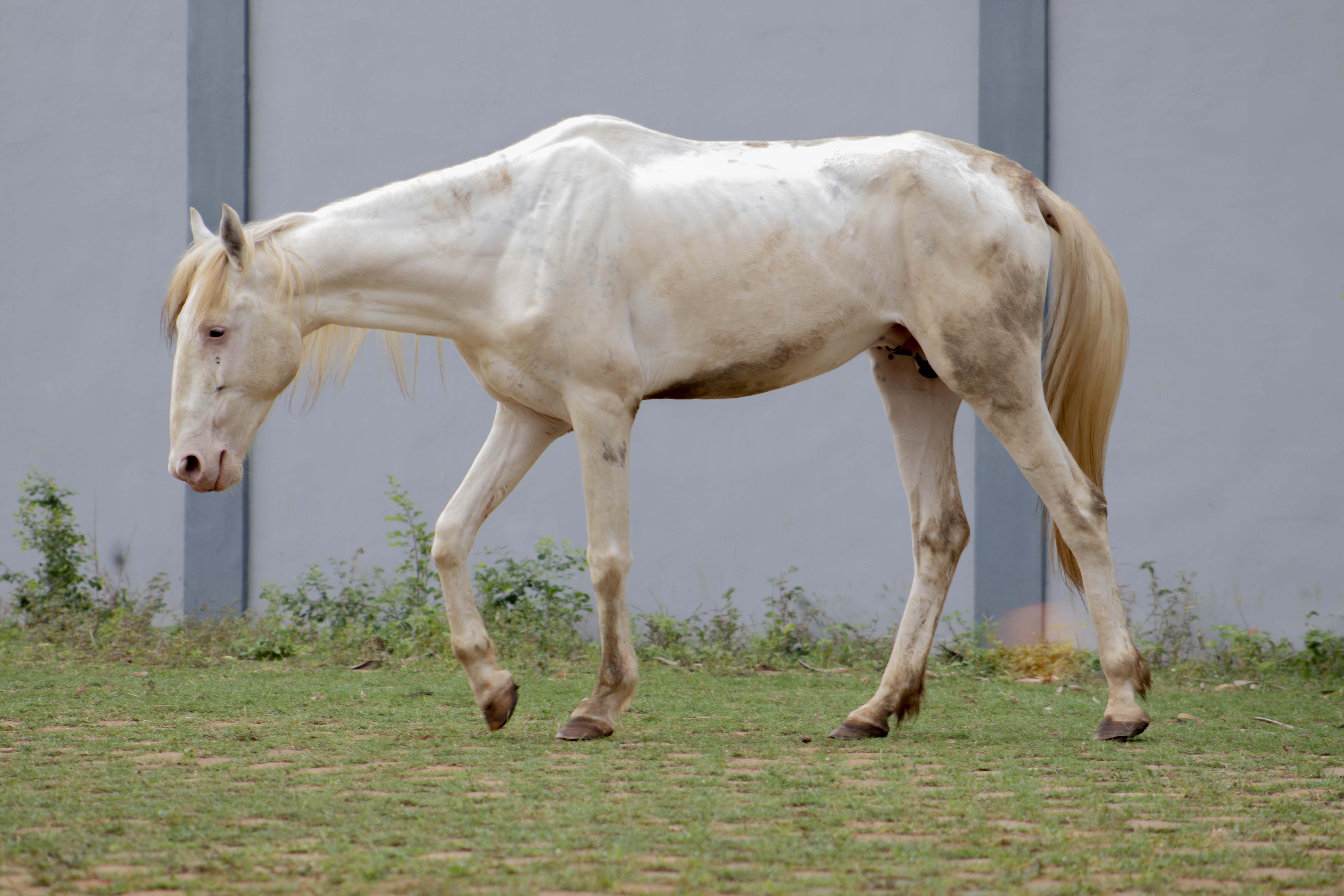 Tête de cheval blanc — Wikipédia