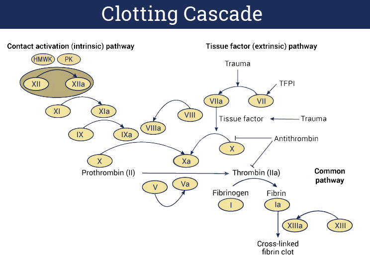 Coagulation Cascade Chart