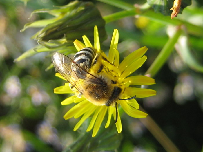 File:Colletes halophilus1.jpg