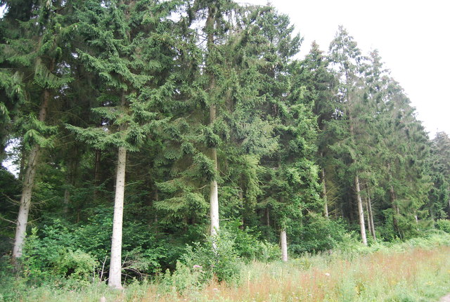 File:Conifers, Ditcham Woods - geograph.org.uk - 2691186.jpg