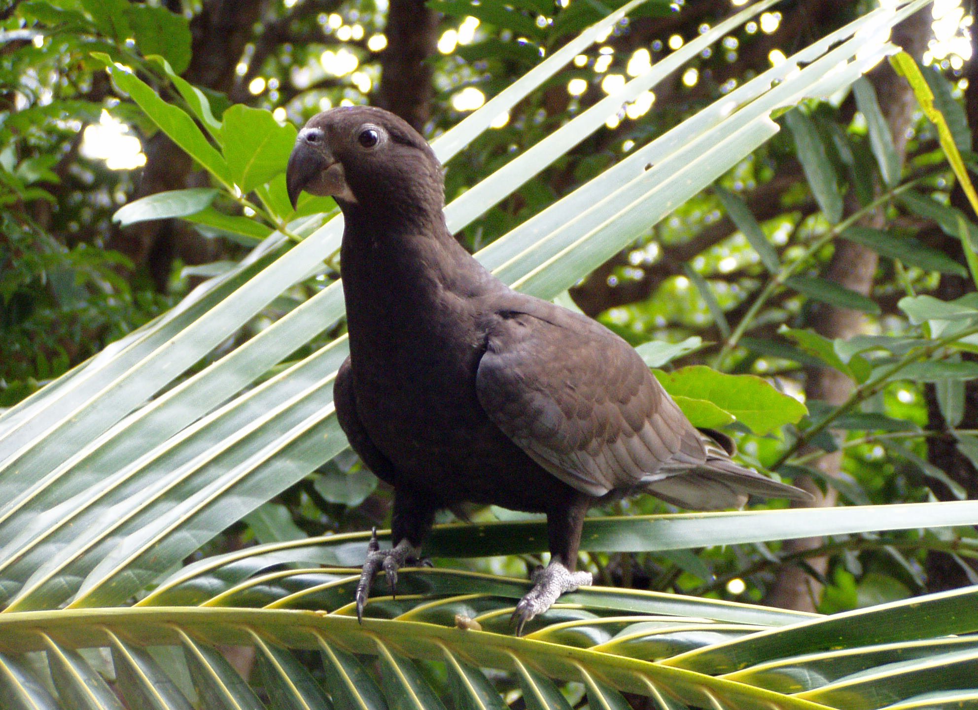 Greater vasa parrot - Wikipedia