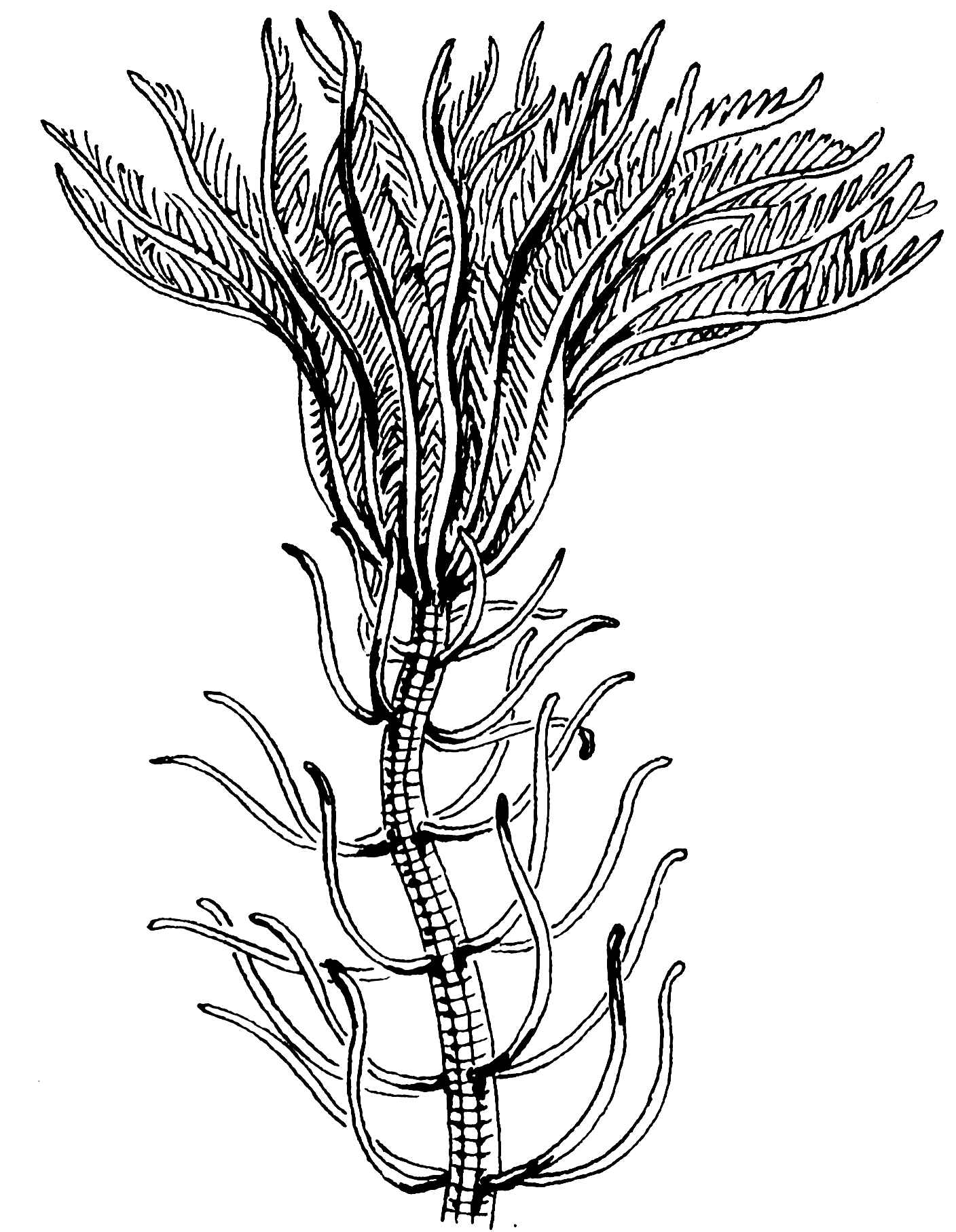 Crinoid - Wikipedia