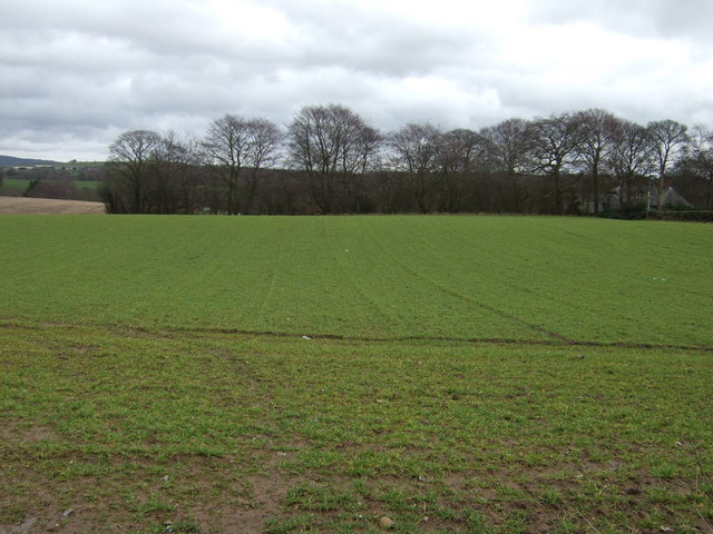 File:Crop field near Worthington Hall - geograph.org.uk - 4409497.jpg