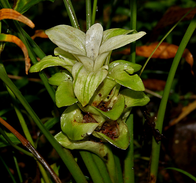 File:Curcuma longa (Haldi) W IMG 2440.jpg