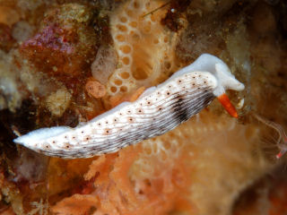 <i>Dermatobranchus otome</i> Species of gastropod