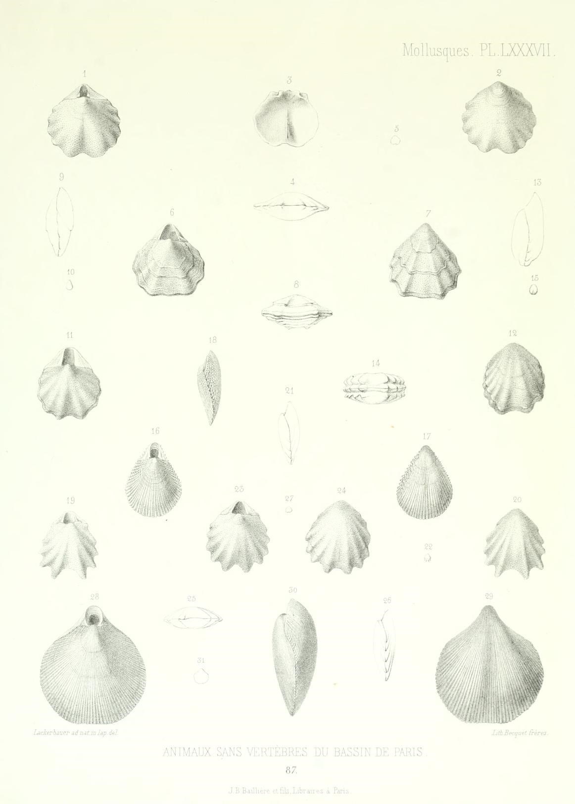 File Description Des Animaux Sans Vertebres Decouverts Dans Le Bassin De Paris Pour Servir De Supplement A La Description Des Coquilles Fossiles Des Environs De Paris Comprenant Une Revue Generale De Plate Lxxxvii