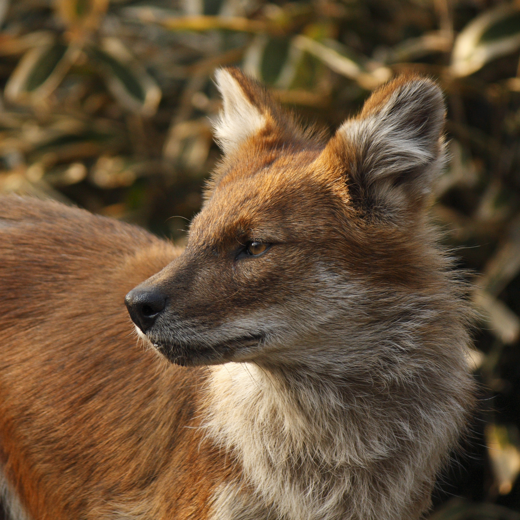 Dingo Definition & Meaning - Merriam-Webster