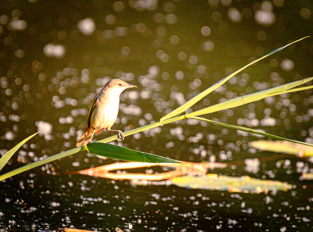 Eurasian Reed Warbler, Wrocław, Poland (19656386322).jpg