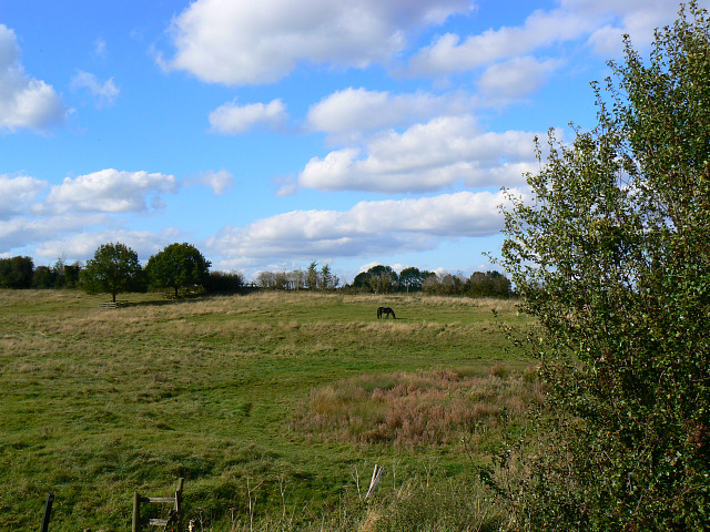 Field near Sheepslaight Plantation, Stanton Fitzwarren, Swindon - geograph.org.uk - 1526512