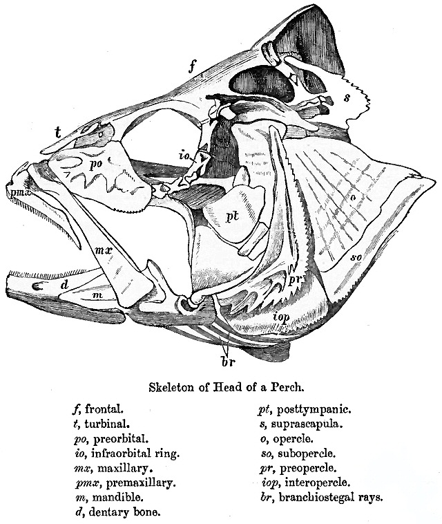 Отделы черепа рыбы. Схема строения черепа костистой рыбы. Строение черепа костистой рыбы. Схема строения черепа костных рыб. Схема строения черепа судака.