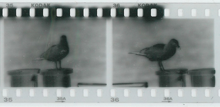 Infrared negatives fogged by the frame counter of a Minolta Maxxum 4 Fogged hienegs.png