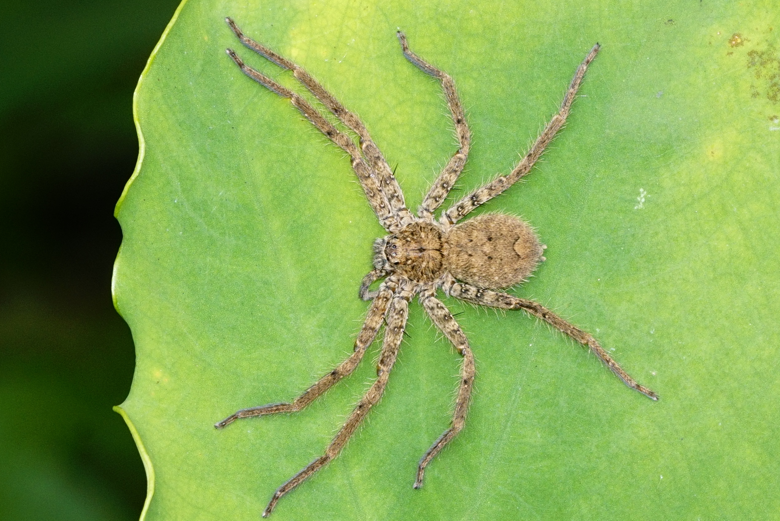 Huntsman spider - Wikipedia