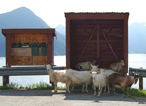 buss nordfjordeid volda full