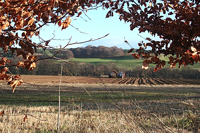 File:Harvest Time - geograph.org.uk - 290311.jpg