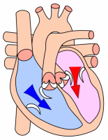 Diastole - diastole is the part of the cardiac cycle during which the
