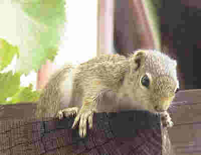 The average litter size of a Gambian sun squirrel is 2