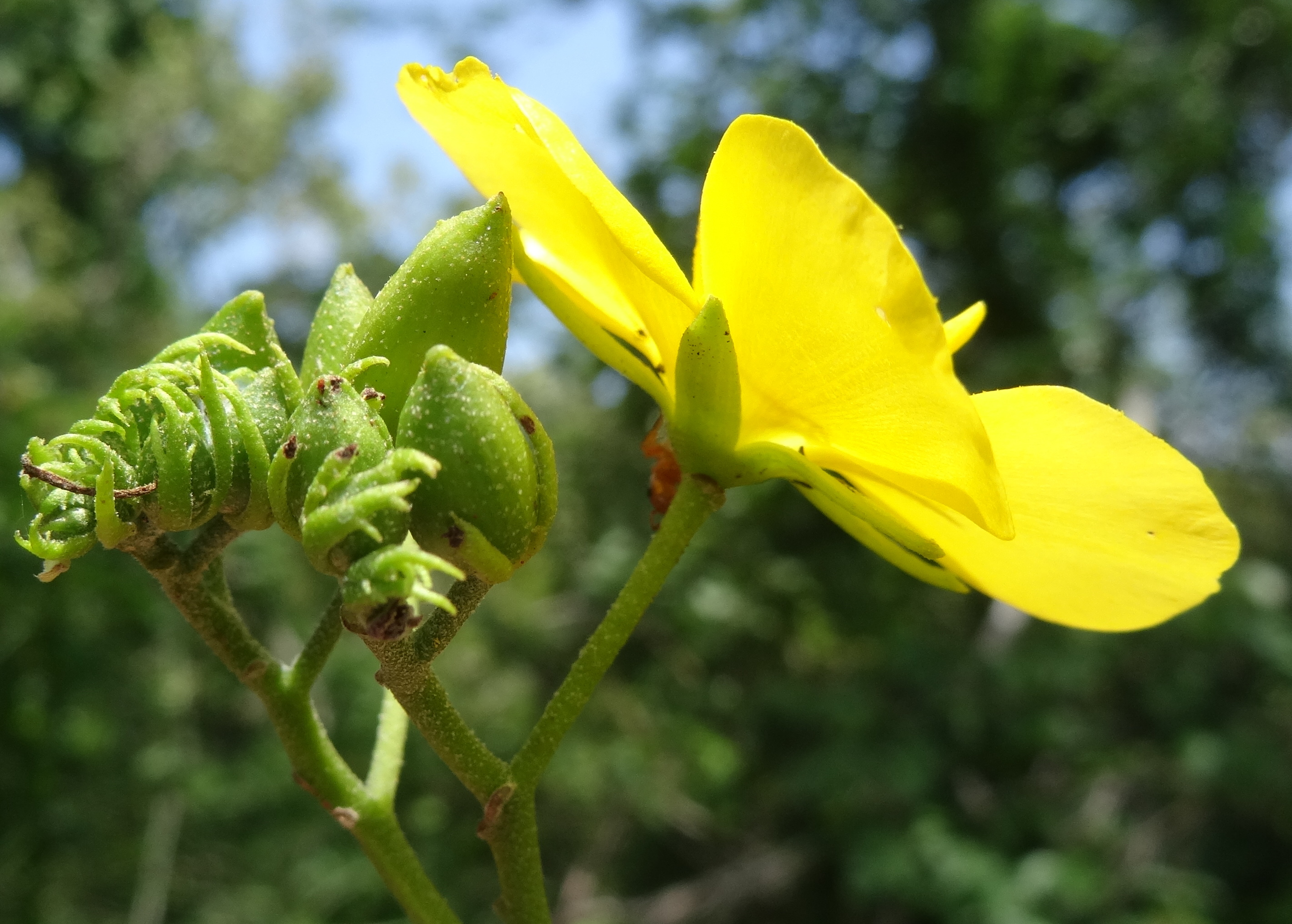 Helmiopsiella sp. Pemba - calyx and epicalyx (12855504254).jpg