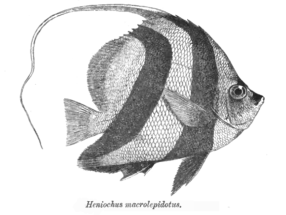 File:Heniochus acuminatus Day.png