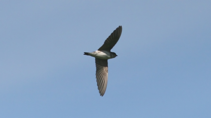 File:House Martin (Delichon urbicum) (7).jpg