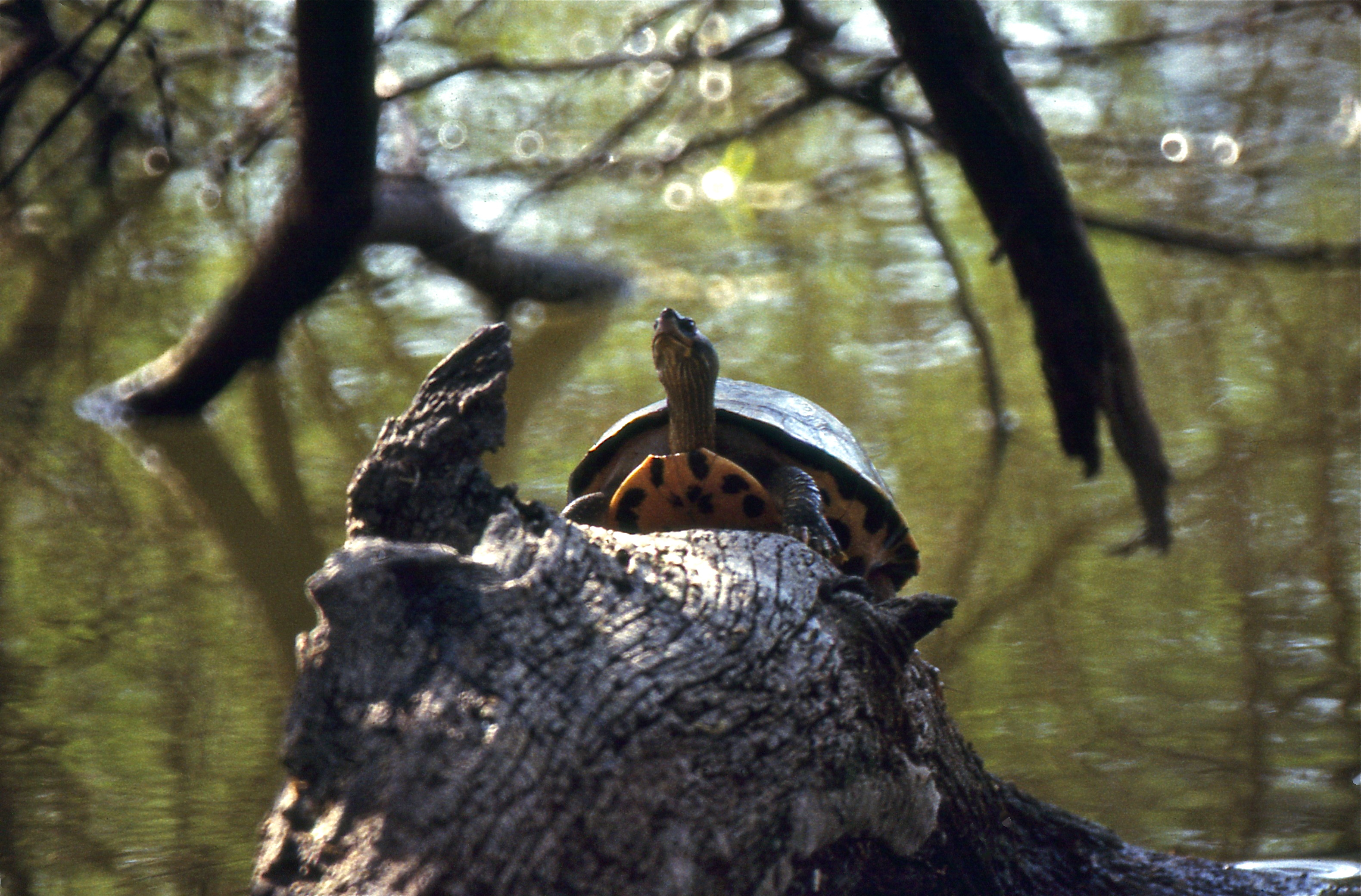 Indian Roofed Turtle (Pangshura tecta) (19998389135).jpg