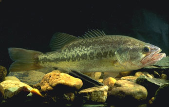 File:LargemouthBass.jpg