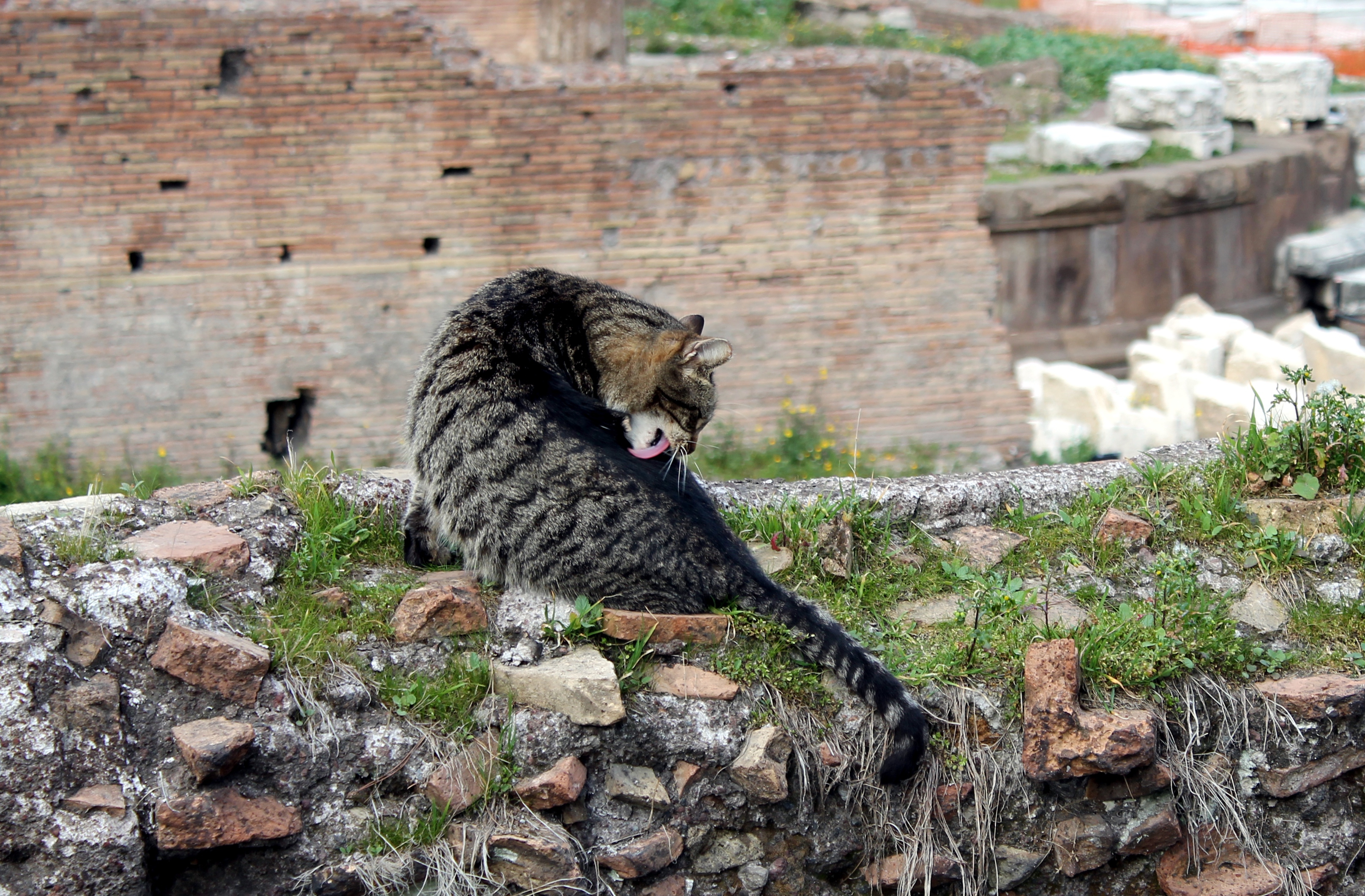 Largo Argentina Roma 