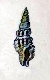 <i>Lioglyphostoma ericea</i> Species of gastropod