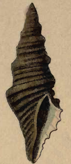<i>Lophiotoma polytropa</i> Species of gastropod