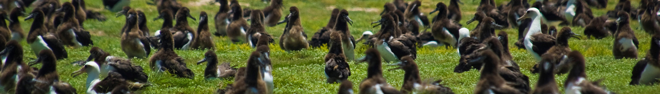 visit midway island