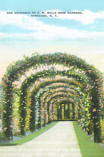 File:Mills-rose-garden thornden.jpg - Wikipedia