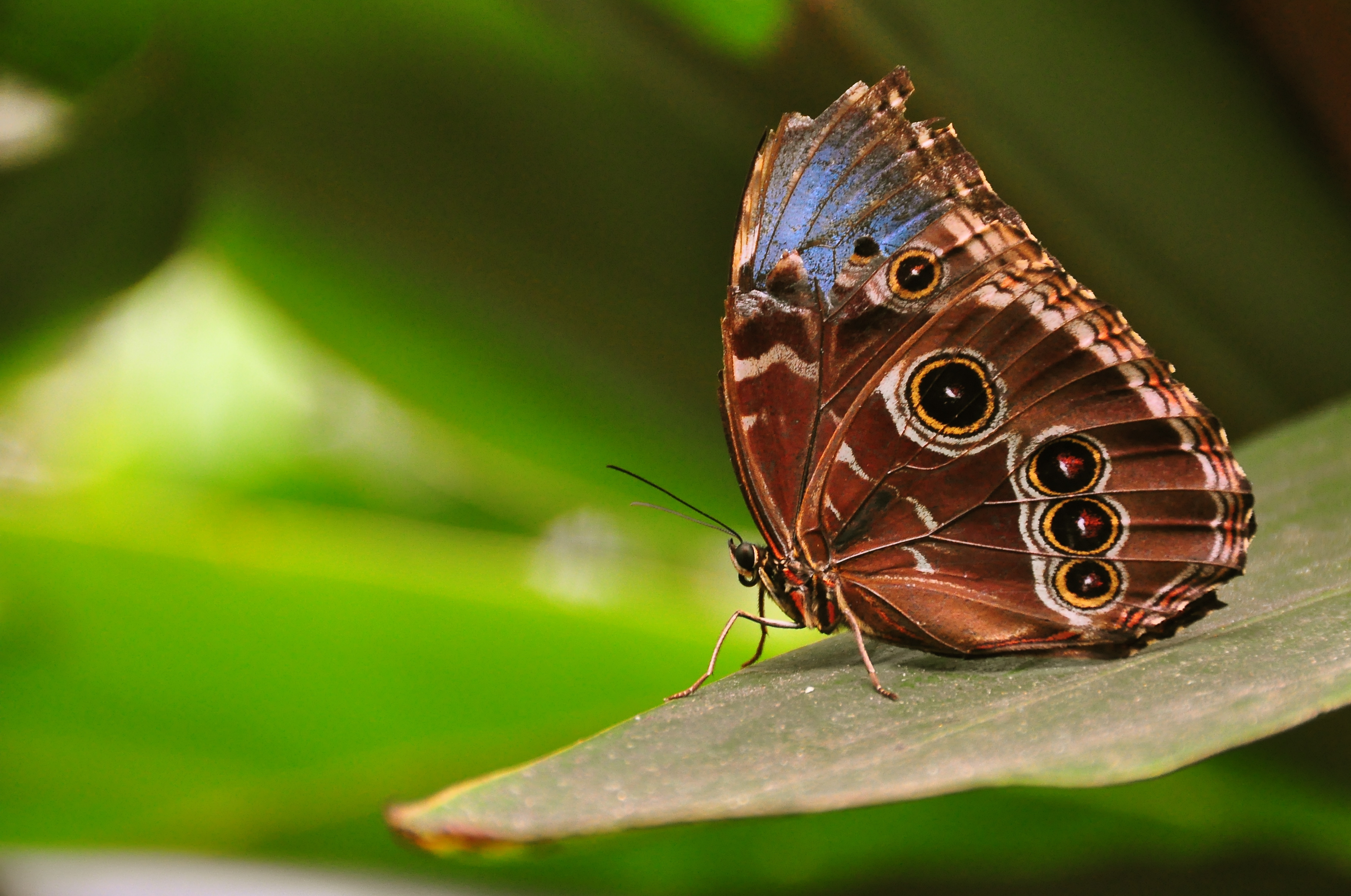 Бабочки Морфо Пелеида самка