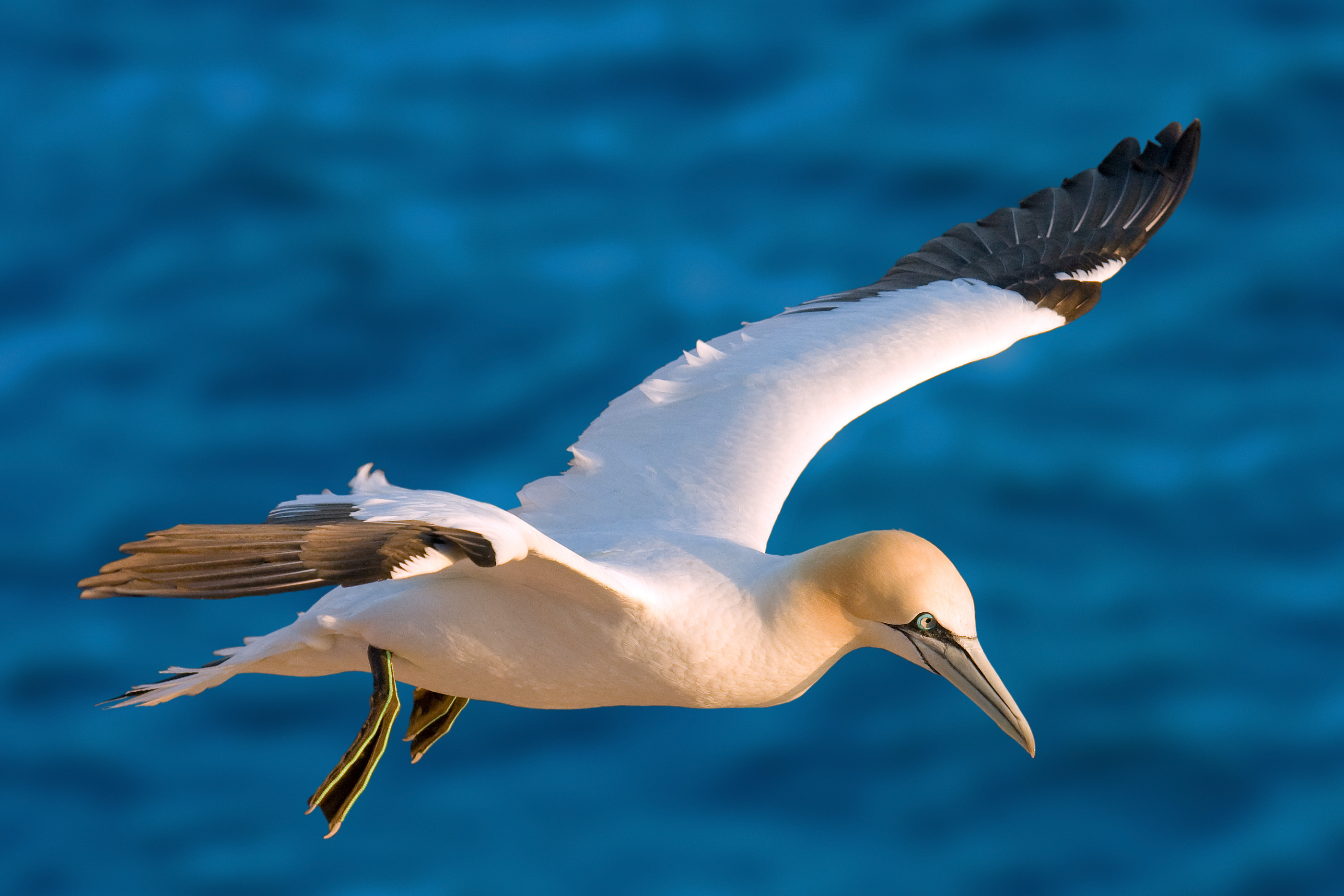 Northern gannet - Wikipedia