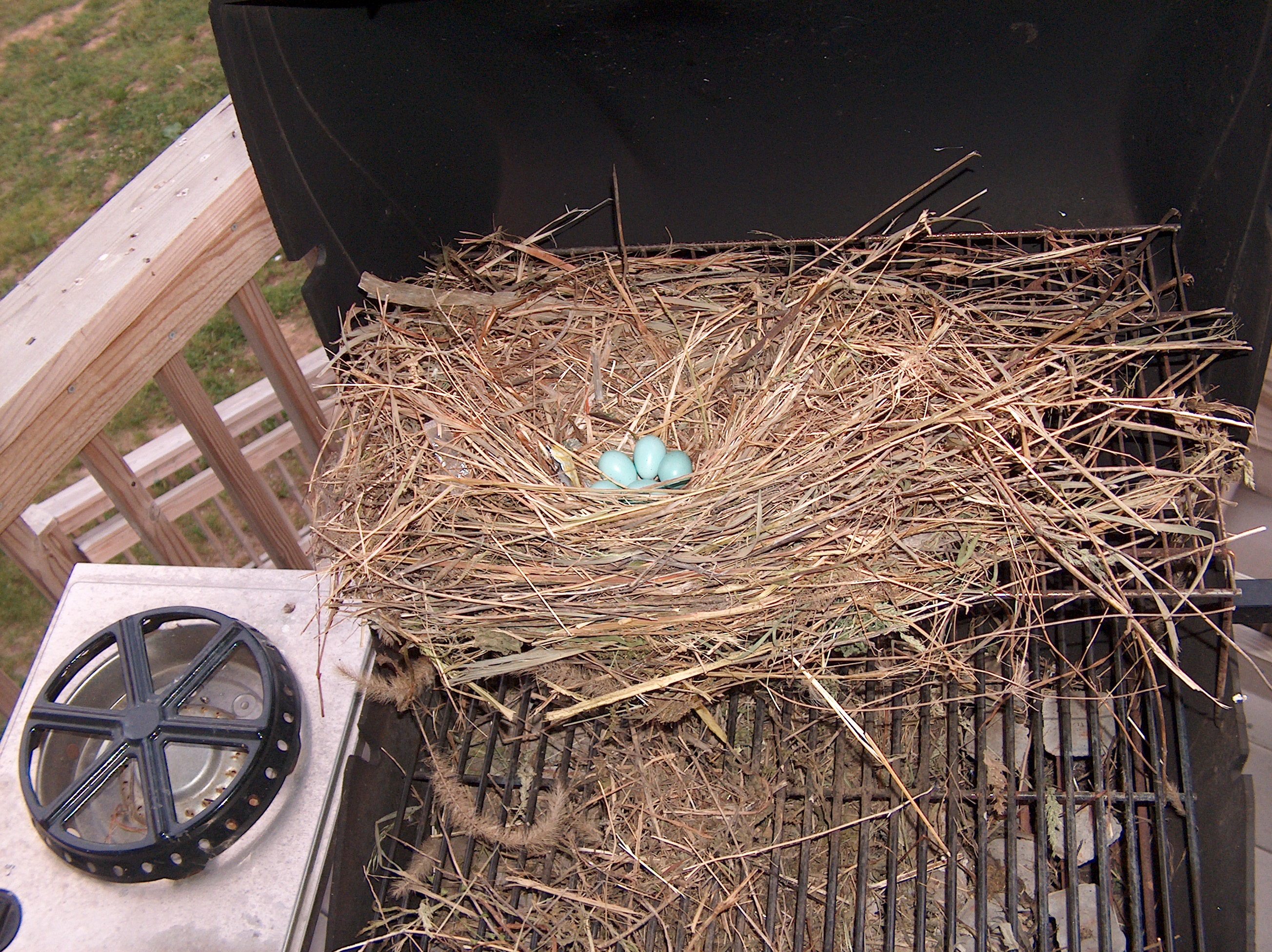 starling nest