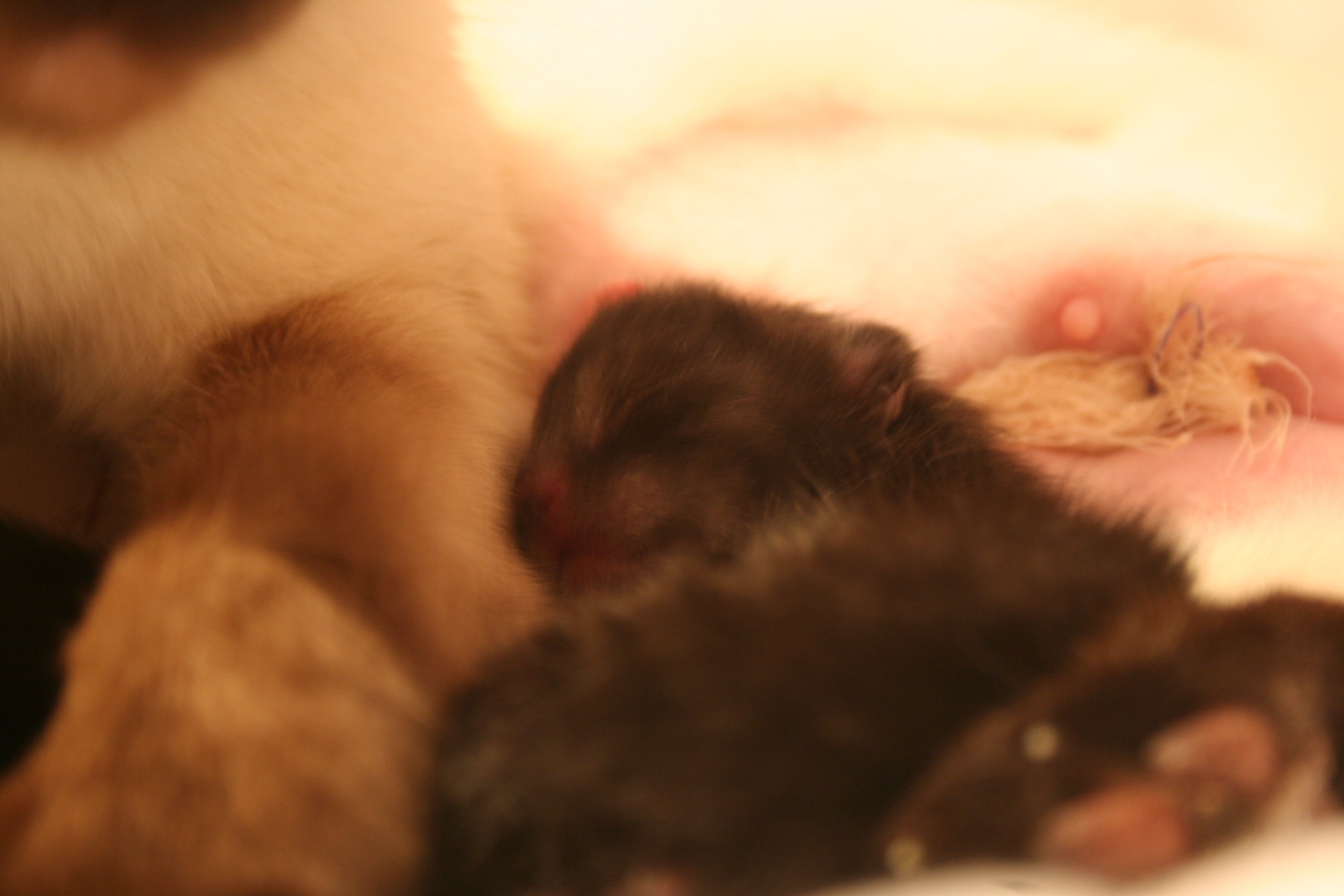 Стул новорожденных котят. Фото новорожденных котят. "Гнездо" для новорождённых котят.