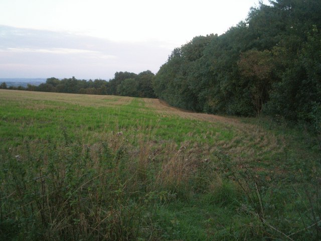 File:Norcombe Wood - geograph.org.uk - 236434.jpg