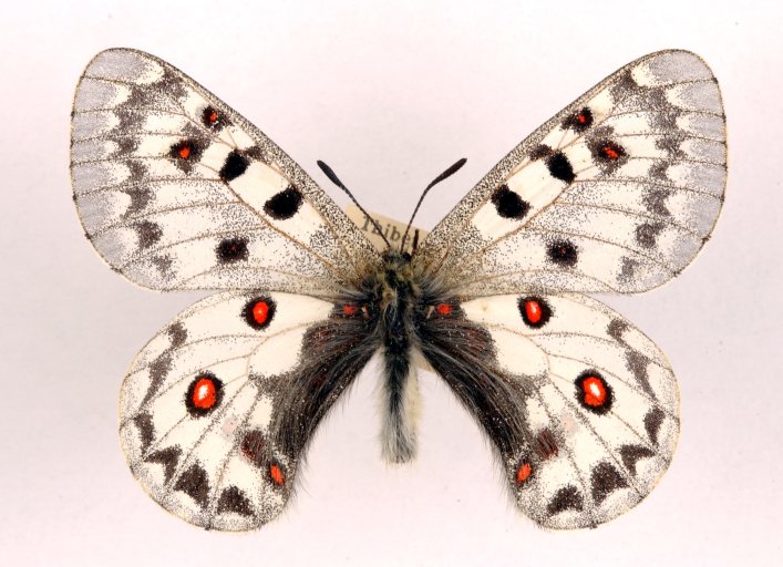 File:Parnassius jacquemontii ulster.jpg