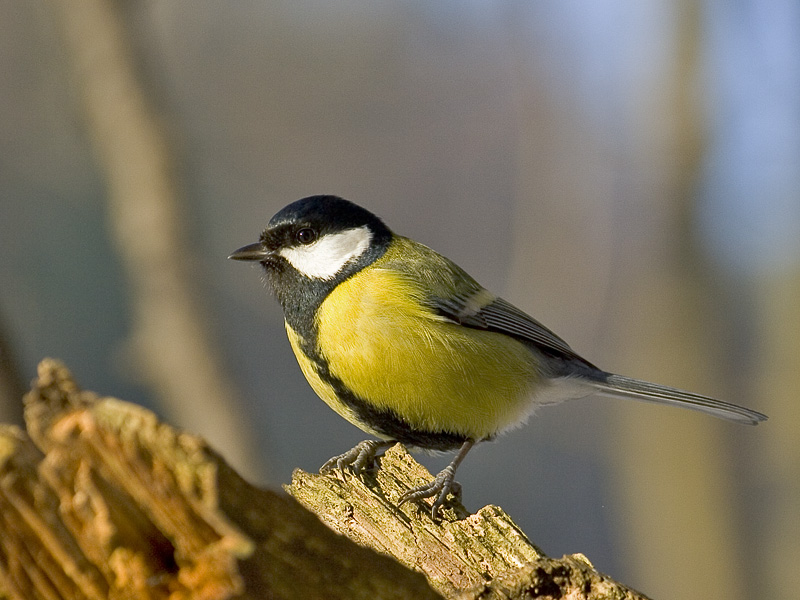 Bestand:Parus major m.jpg