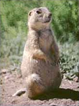 The average adult size of a Gunnison's prairie dog is  (0' 11