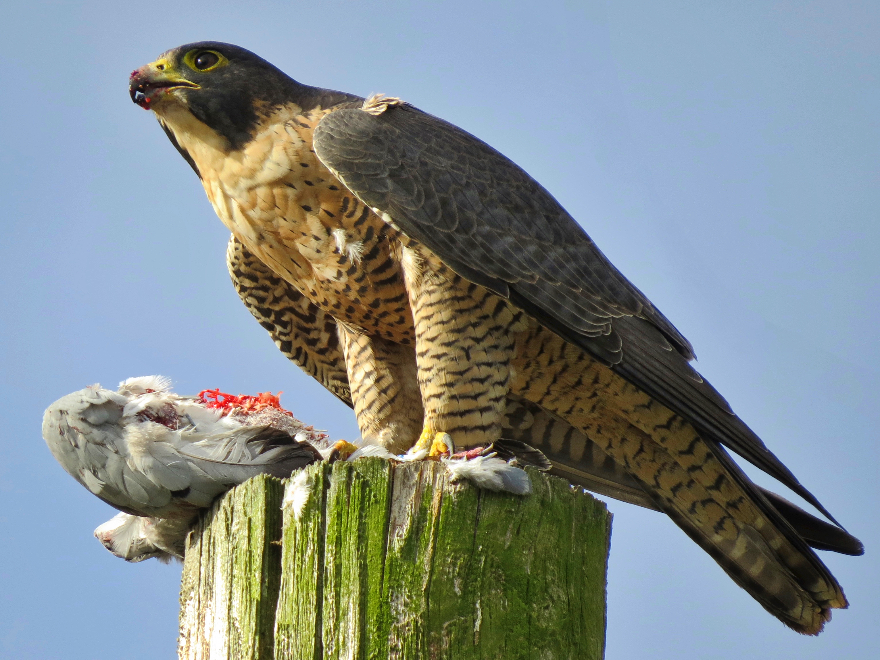 Сапсан птица фото. Сокол Сапсан. Хищные птицы Сокол Сапсан. Сапса́н Falco peregrinus. Рыжеголовый Сокол (Шахин).