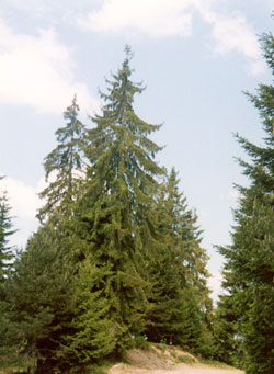 File:Picea abies in Kara Dere.jpg