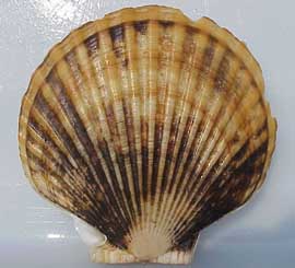 <i>Patinopecten caurinus</i> Species of bivalve