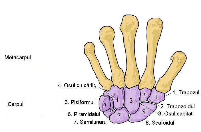 File:Scheme human hand bones Ro 2.JPG