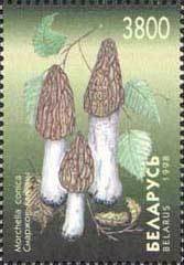 File:Stamp of Belarus - 1998 - Colnect 278790 - Morchella conica.jpeg