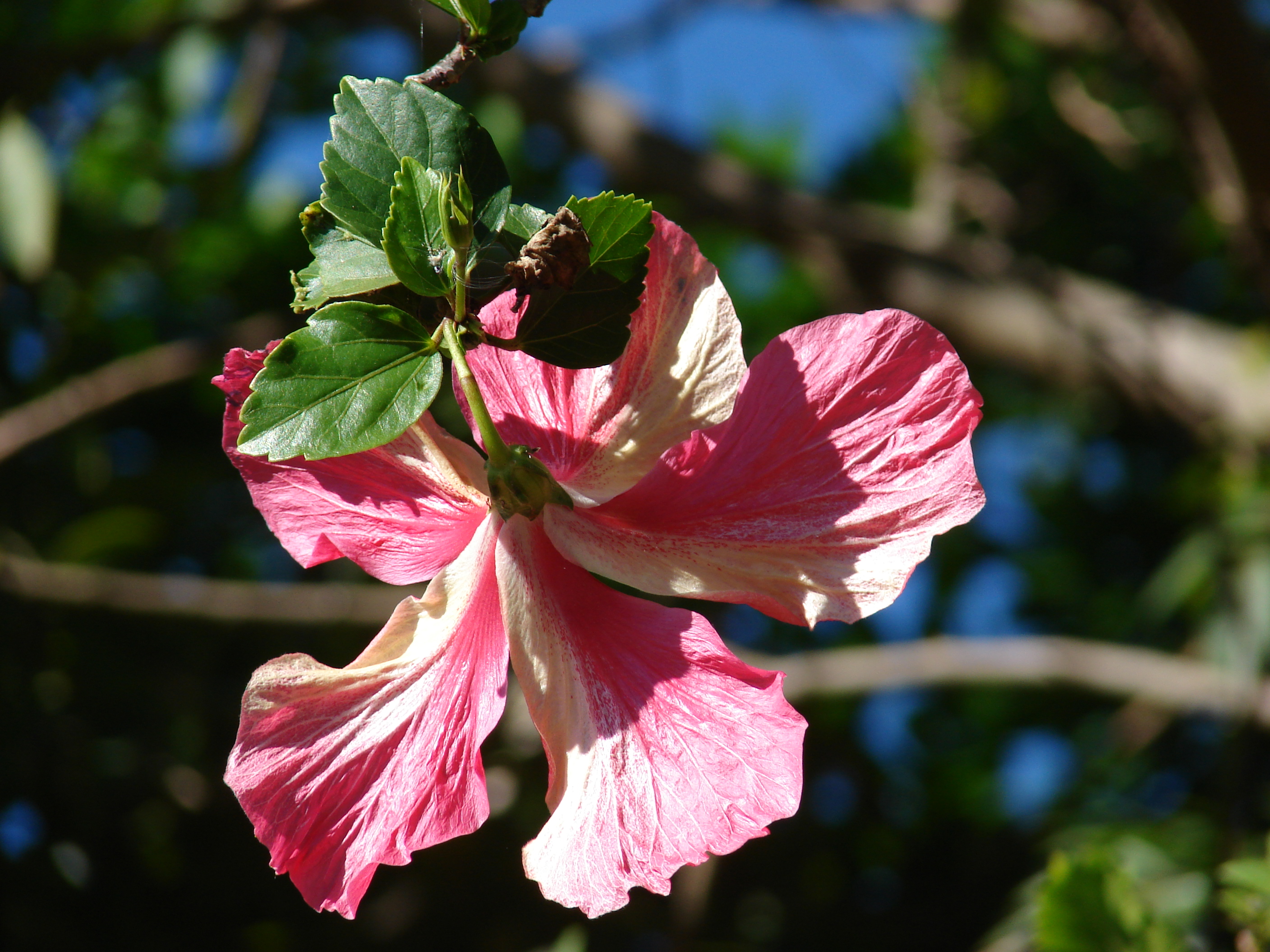 Hibiscus calyphyllus