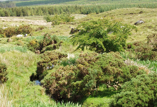 Stream beside the Sligo Way - geograph.org.uk - 487153