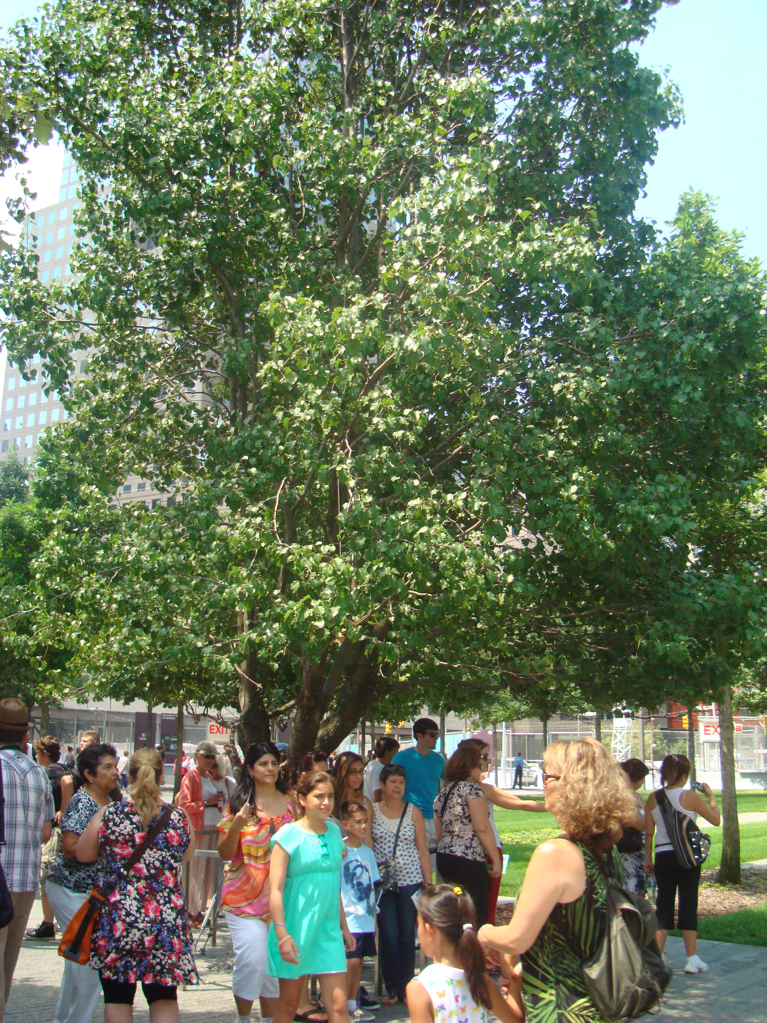 Survivor Tree at 9/11 Memorial