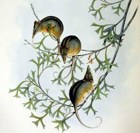 File:Tarsipes rostratus - Gould.jpg