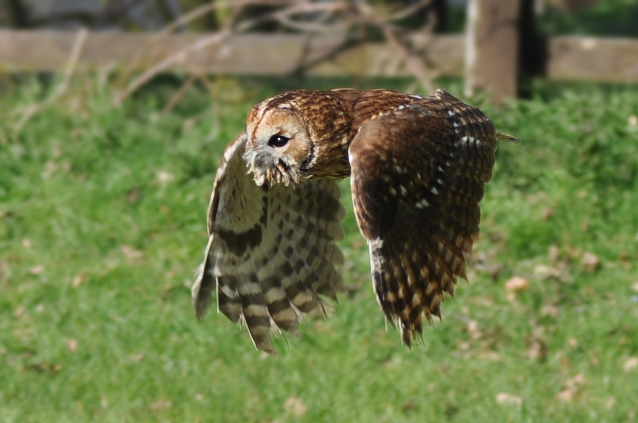 Tawny owl - Wikiwand